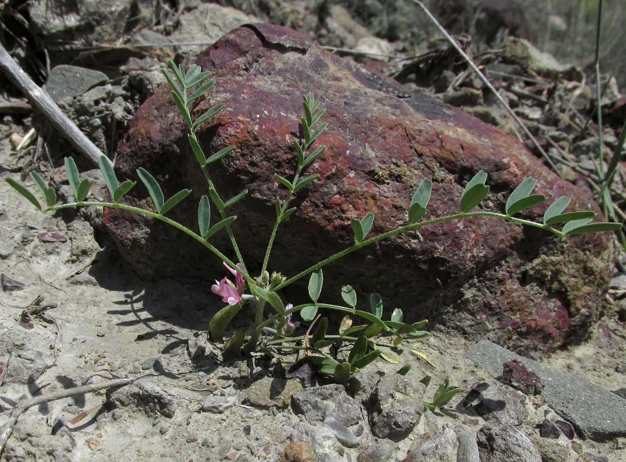 Изображение особи Astragalus oxyglottis.