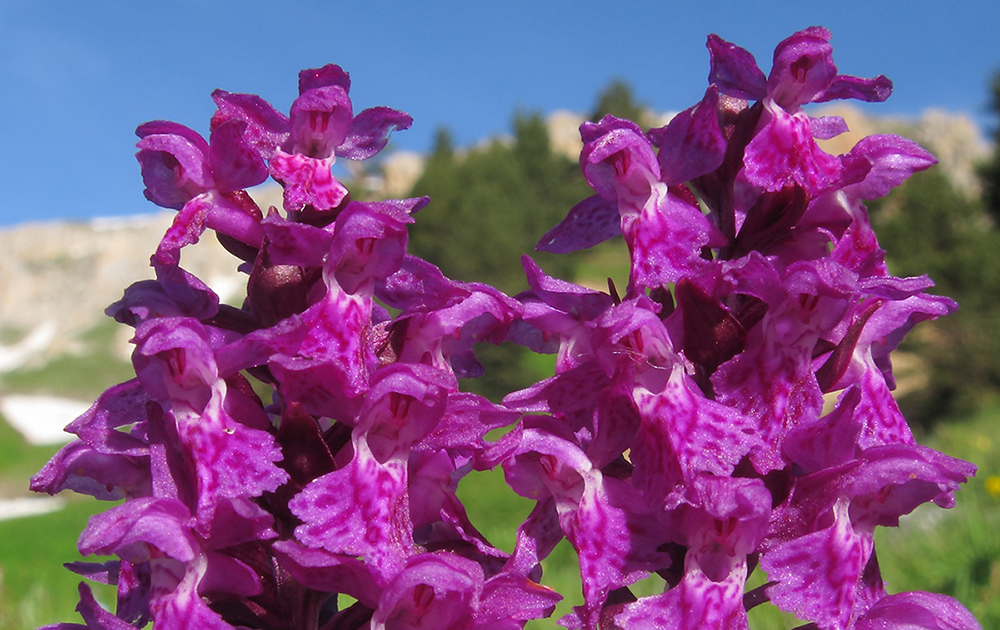 Image of Dactylorhiza euxina specimen.