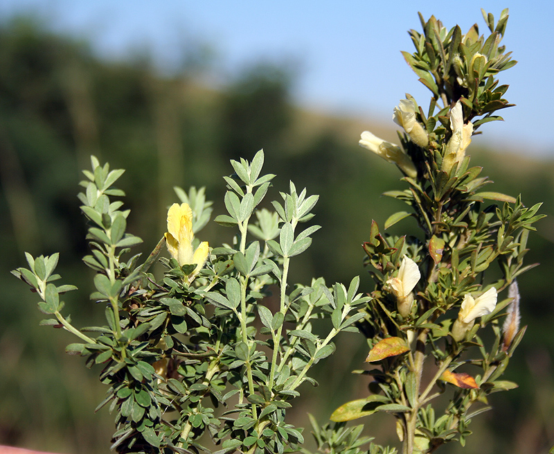 Image of Chamaecytisus albus specimen.