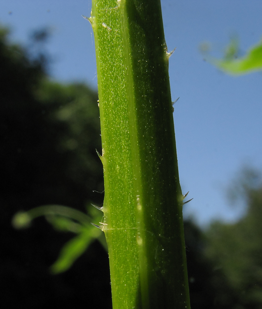 Image of Dipsacus pilosus specimen.