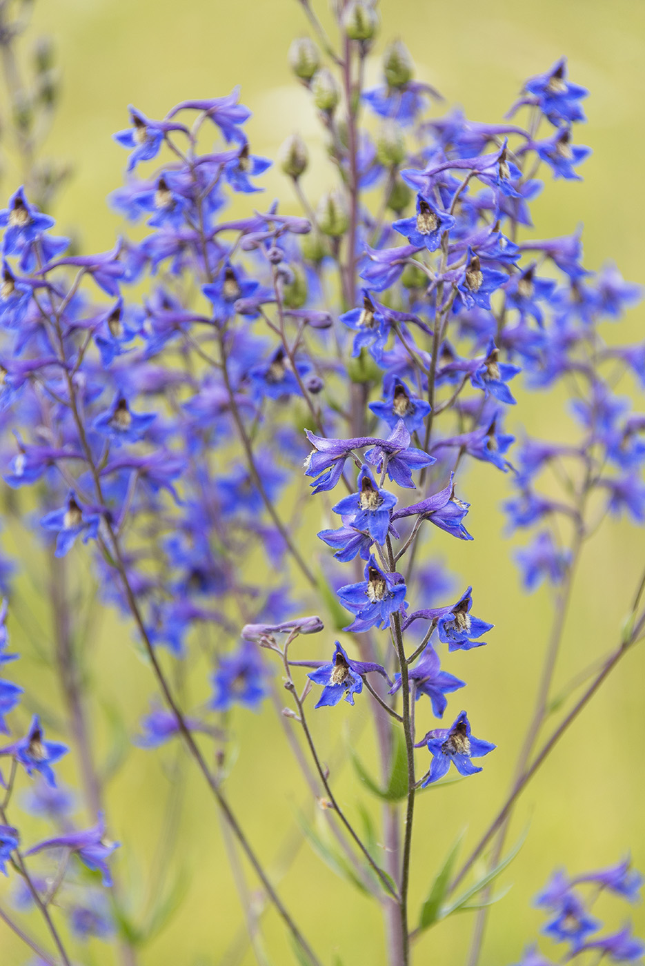 Изображение особи Delphinium cuneatum.