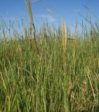 Typha angustifolia