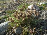 Oxytropis sordida