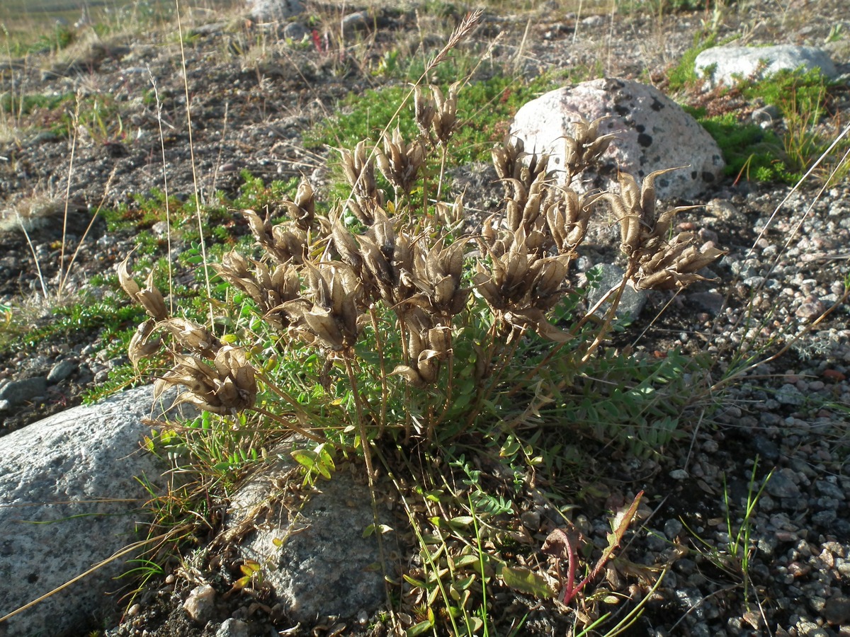 Изображение особи Oxytropis sordida.