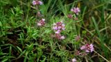 род Thymus
