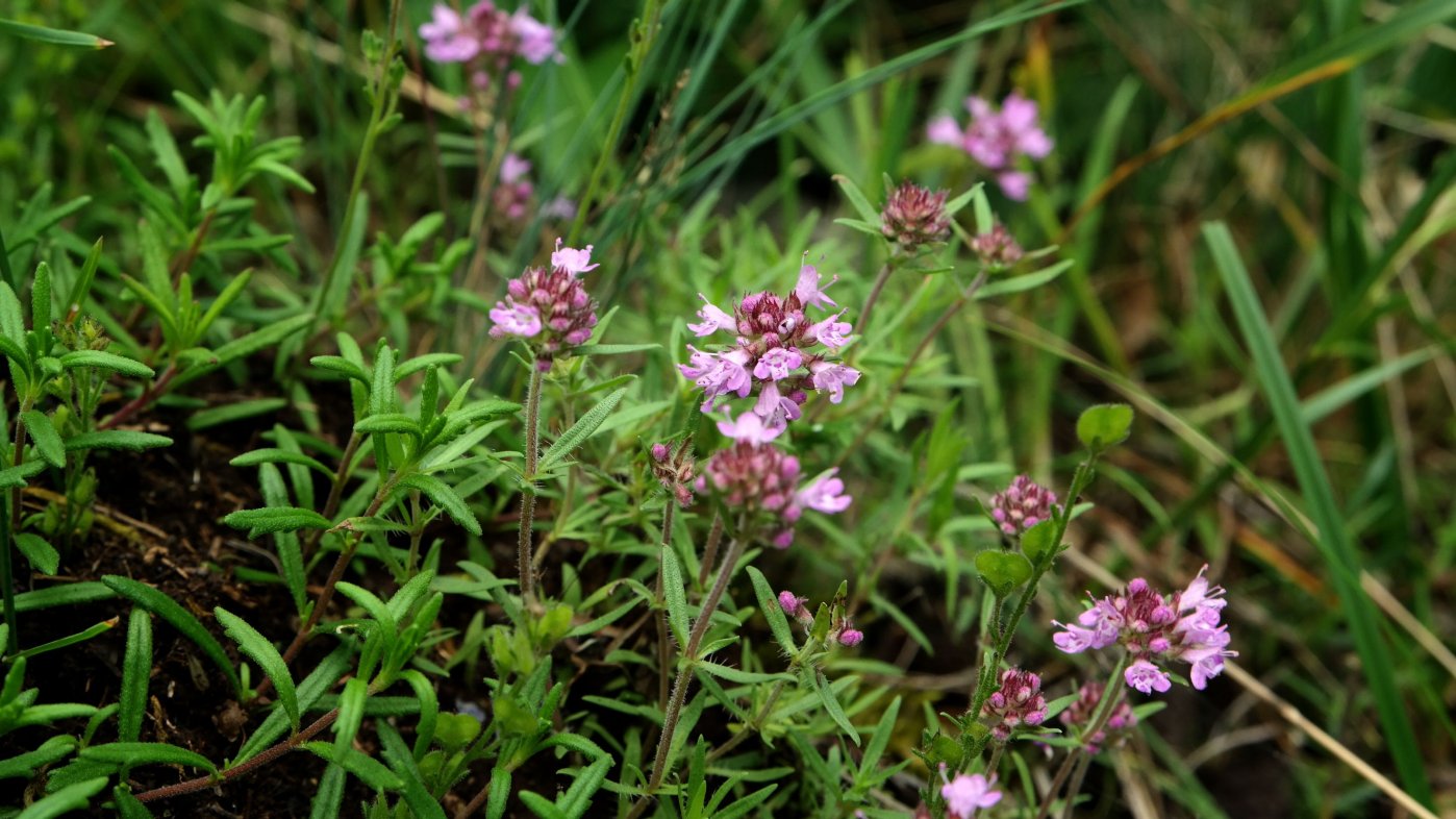 Изображение особи род Thymus.