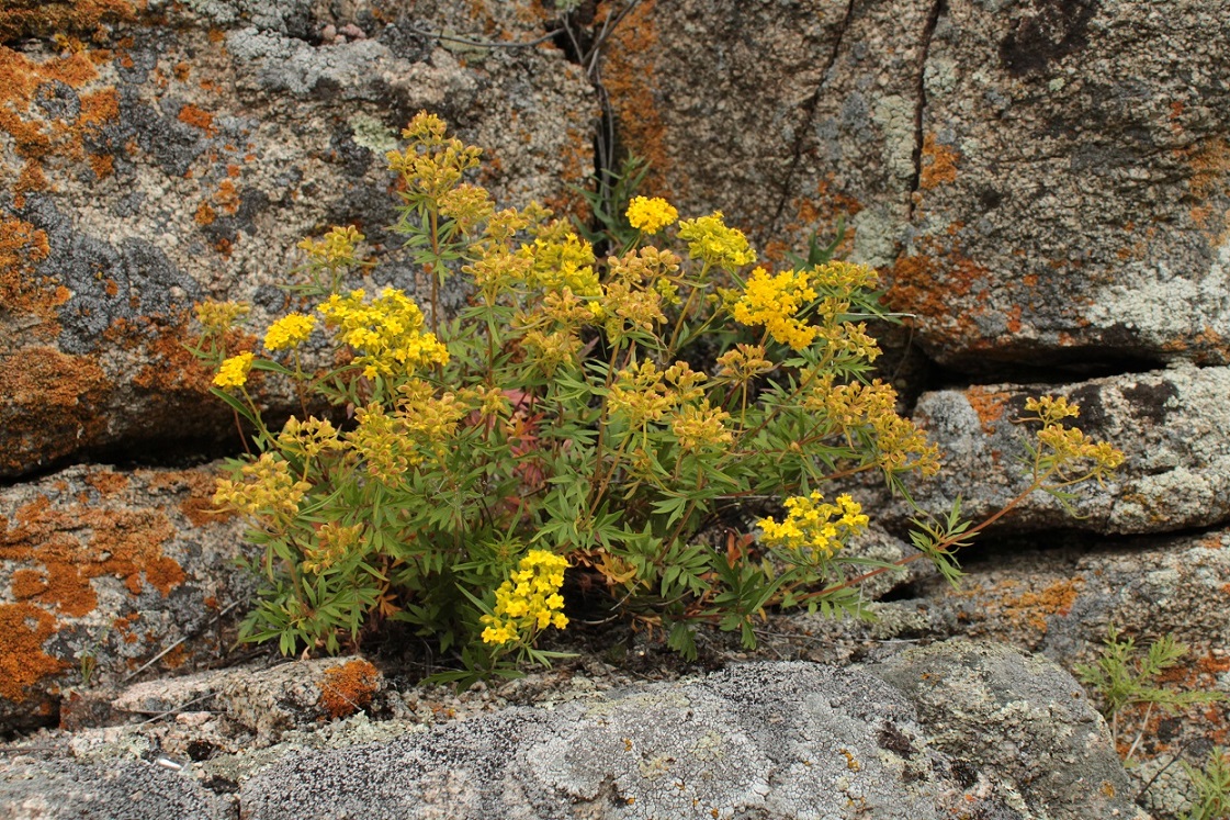 Изображение особи Patrinia rupestris.