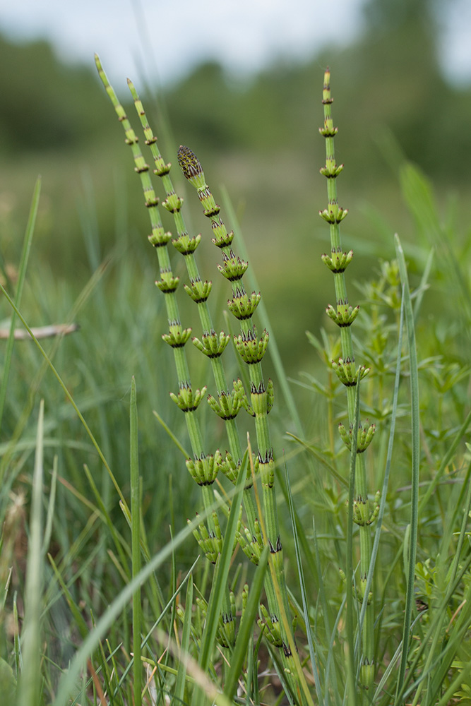 Image of Equisetum palustre specimen.