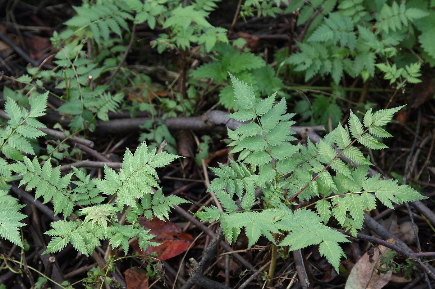 Image of Sorbaria sorbifolia specimen.