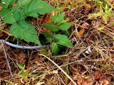 Rubus occidentalis. Укореняющаяся верхушка побега. Ульяновское Заволжье, берег р. Волга, сосняк. 11.09.2016.