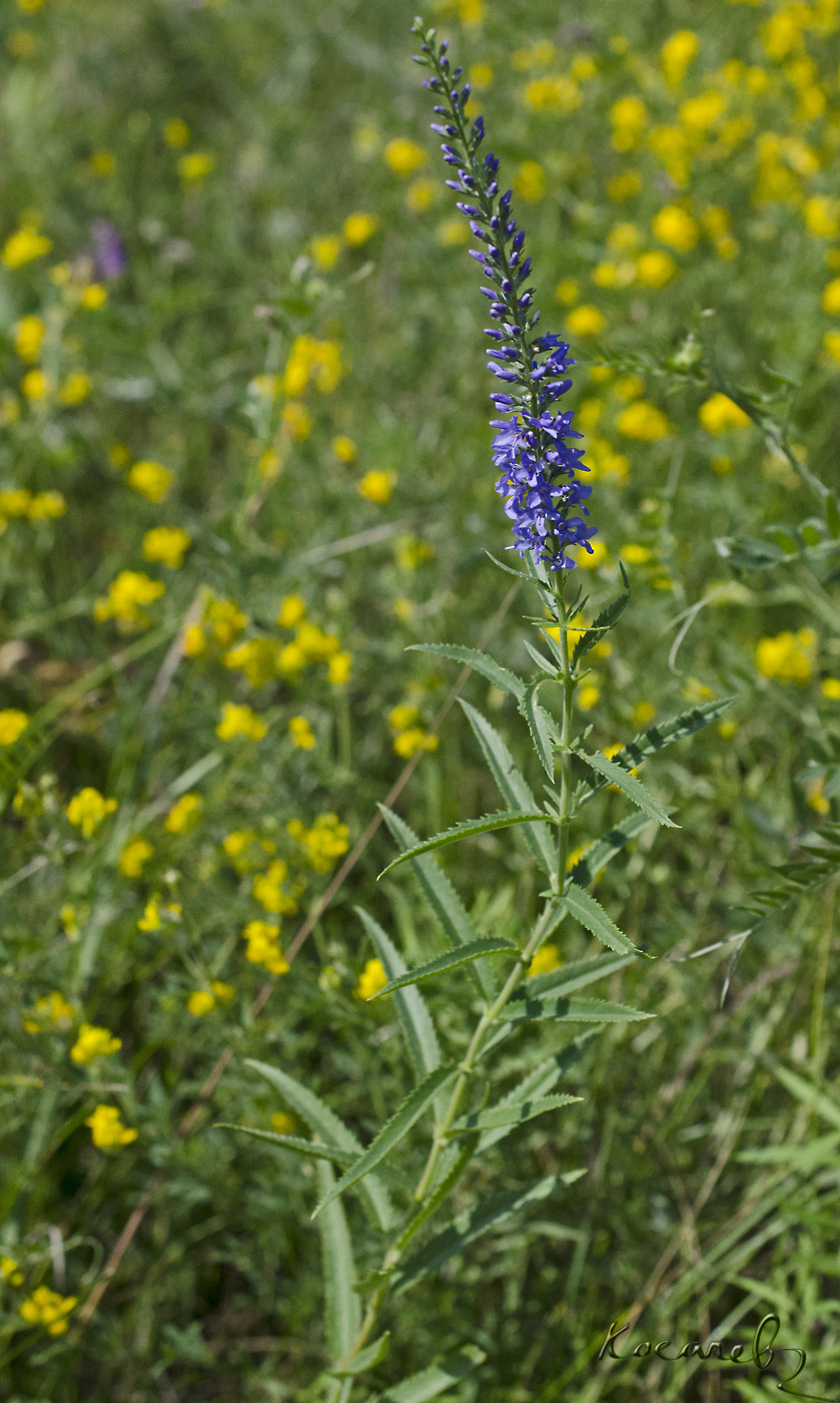 Изображение особи Veronica &times; kolyvanensis.