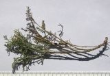 Artemisia santonicum