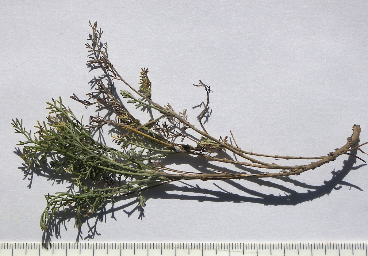 Image of Artemisia santonicum specimen.