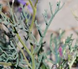 Pseuderucaria clavata