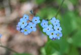 род Myosotis
