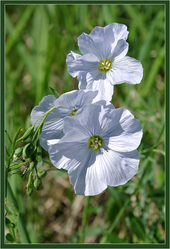 Image of Linum komarovii specimen.