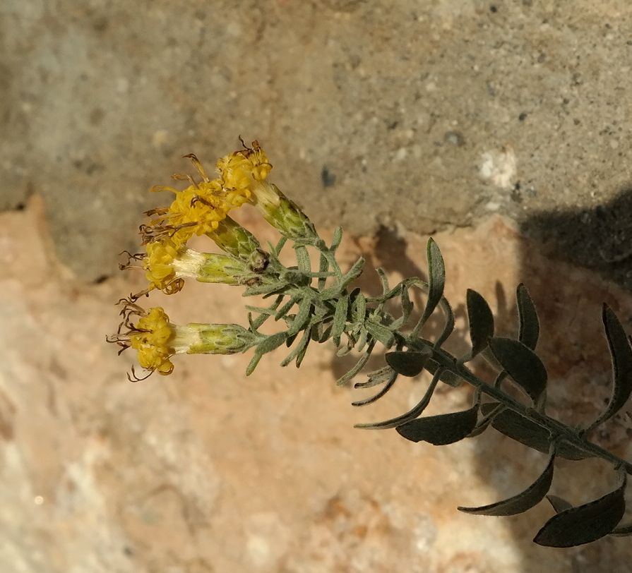 Image of Galatella villosa specimen.