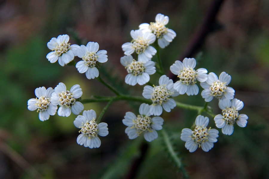 Изображение особи род Achillea.