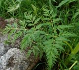 Pleurospermum uralense. Лист. Восточный Казахстан, Кокпектинский р-н, 25 км в горы от с. Пантелеймоновка, ≈ 1000 м н.у.м., просека в лесу. 13.06.2016.