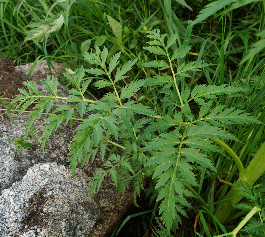Image of Pleurospermum uralense specimen.