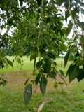 genus Populus. Ветка с листьями. Франция, регион Овернь-Рона-Альпы, округ Валанс, коммуна Ла-Бом-д'Осте́н (фр. La Baume-d'Hostun), озеленение АЗС на трассе А49. 28.07.2014.