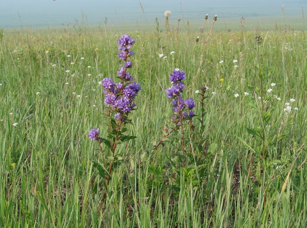 Изображение особи Campanula glomerata.