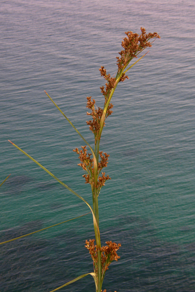 Image of Cladium martii specimen.