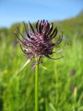 Phyteuma nigrum. Соцветие. Нидерланды, провинция Drenthe, национальный парк Drentsche Aa, пойменный луг. 13 мая 2009 г.