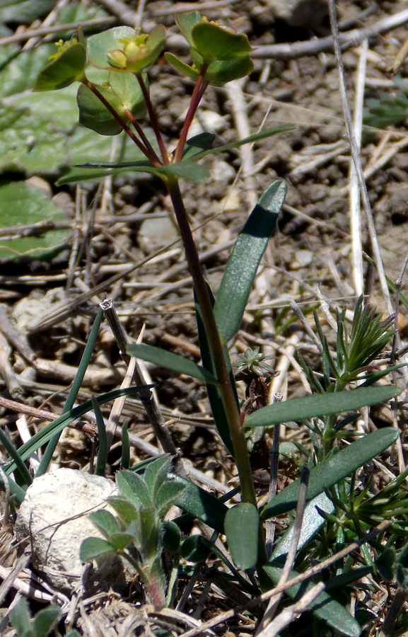 Изображение особи Euphorbia subtilis.