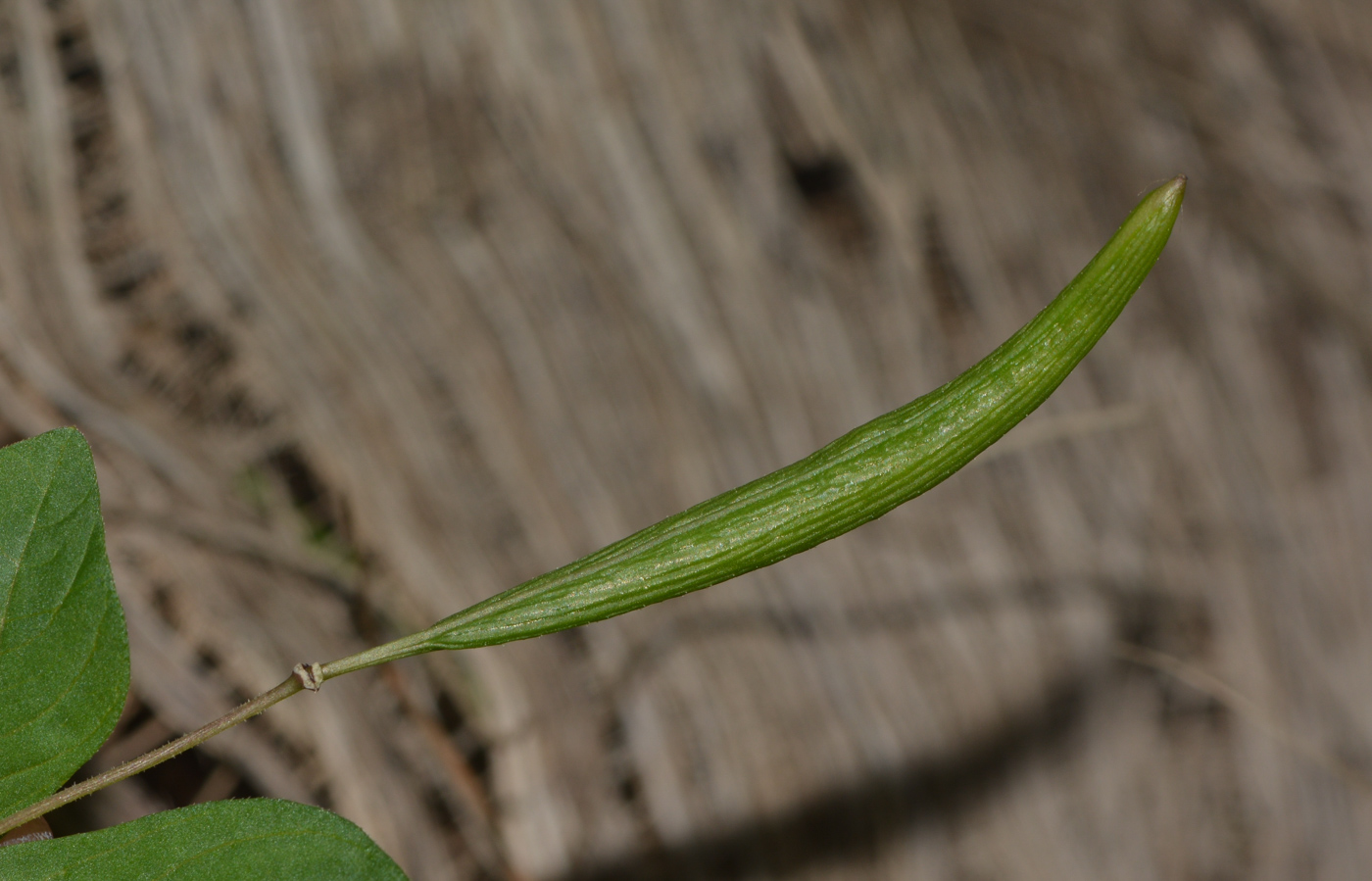 Изображение особи Cleome rutidosperma.