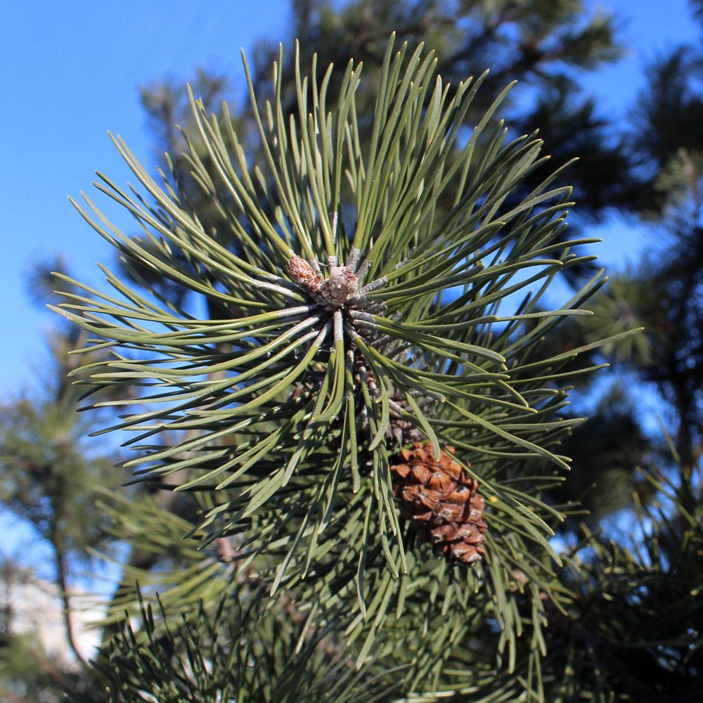 Изображение особи Pinus mugo.