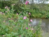 Epilobium hirsutum