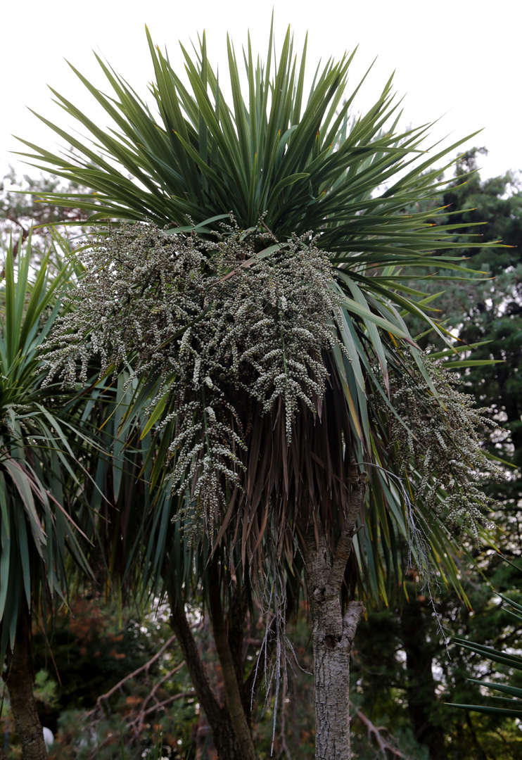 Изображение особи Cordyline australis.