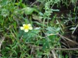 Potentilla argentea. Верхушка цветущего растения. Республика Мордовия, Ромодановский р-н, окр. с. Вырыпаево, луг на открытом склоне. 16 июля 2015 г.