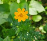 Cosmos sulphureus. Соцветие. Москва, Ботанический сад МГУ \"Аптекарский огород\", в культуре. 28.08.2011.