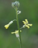 Sisymbrium orientale