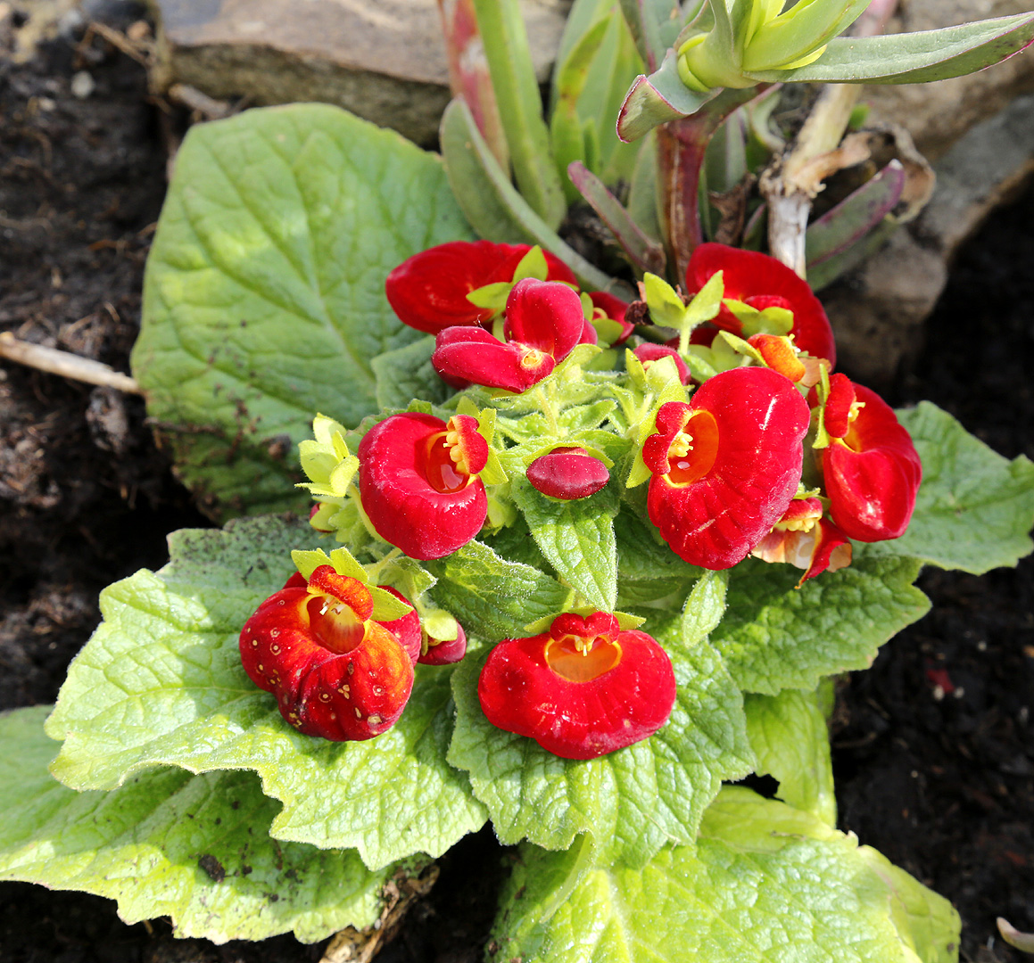 Image of Calceolaria × herbeohybrida specimen.