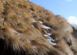 Festuca woronowii