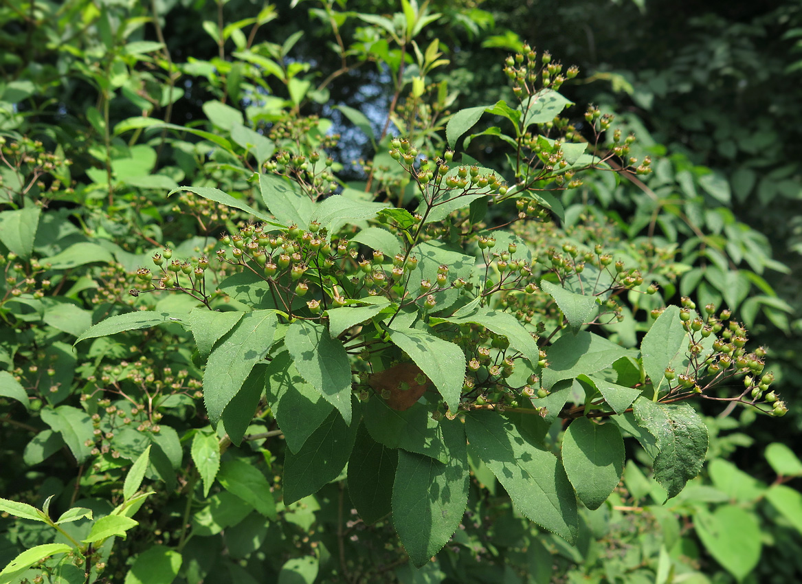 Image of Deutzia parviflora specimen.