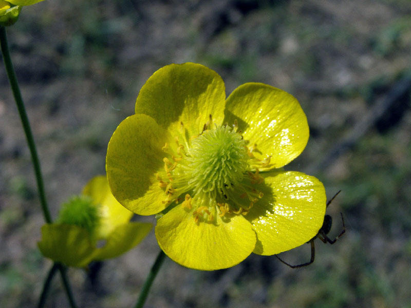 Image of Ranunculus komarovii specimen.