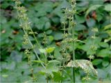 Stachys sylvatica