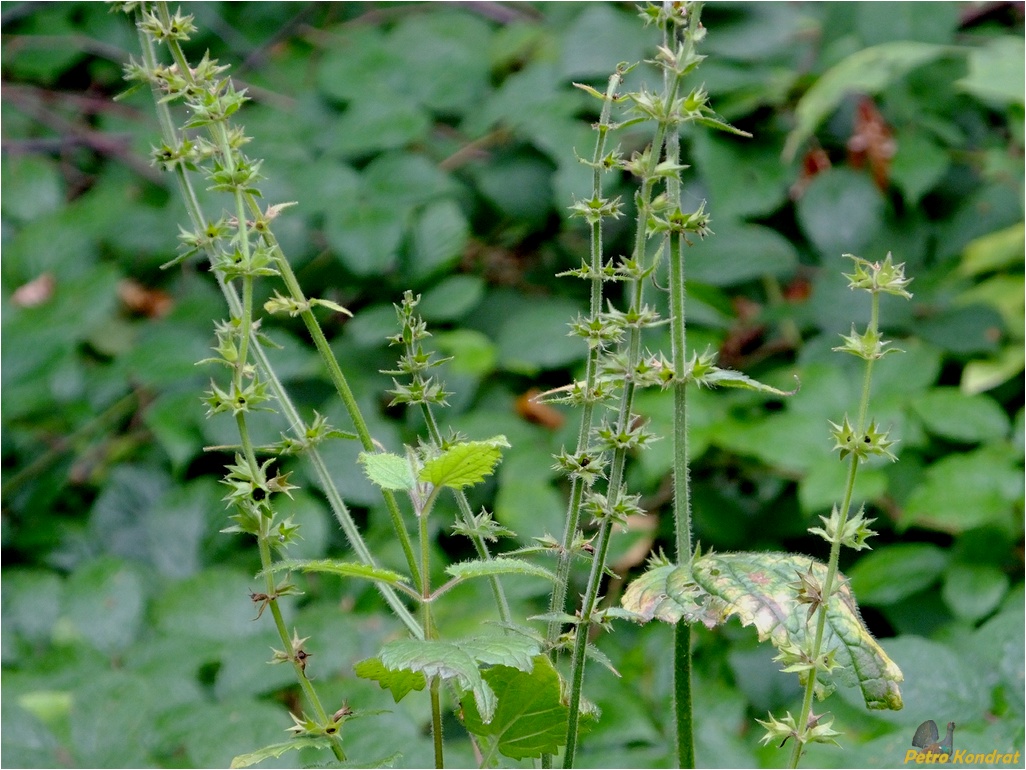 Изображение особи Stachys sylvatica.