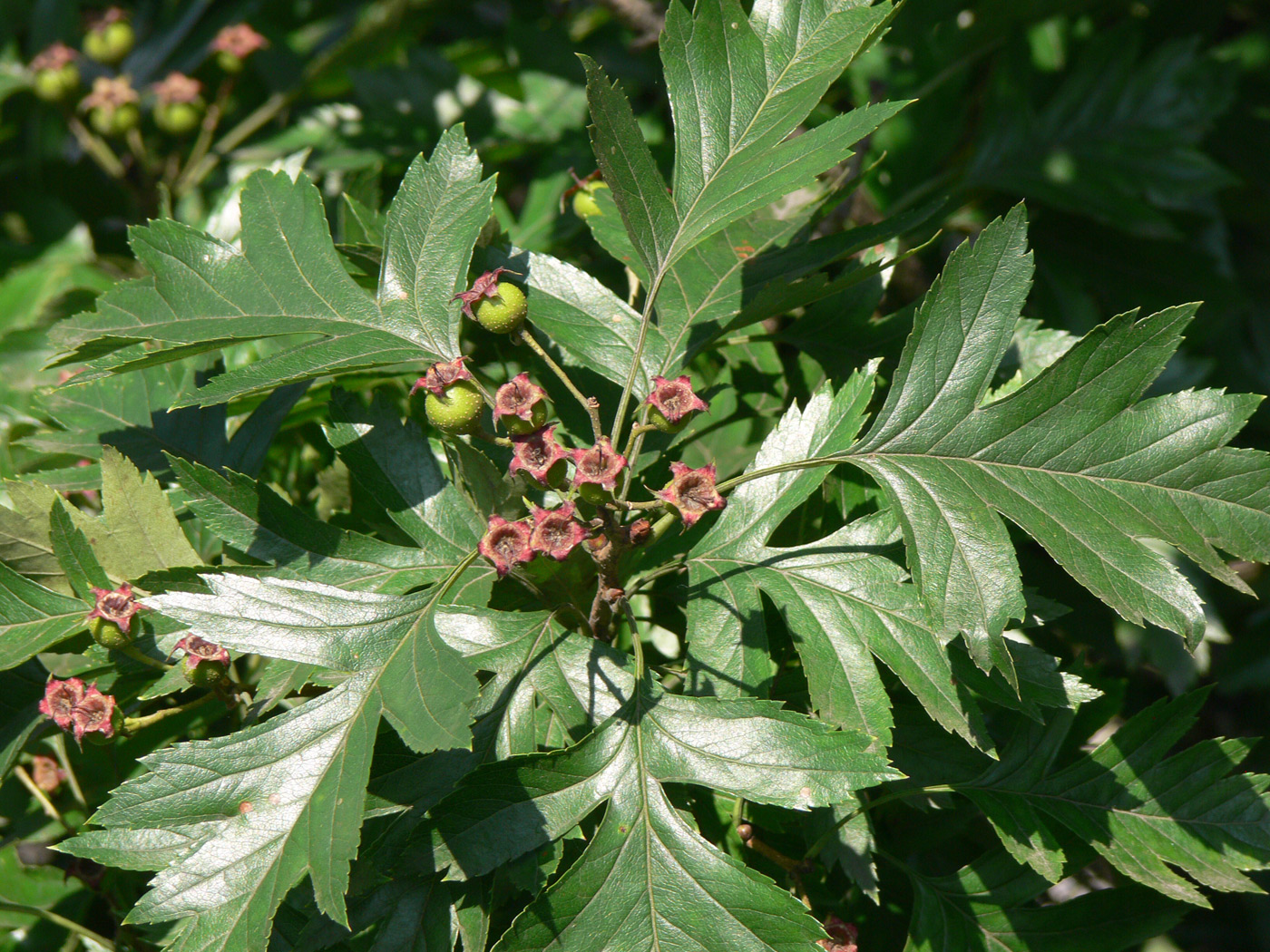 Image of Crataegus pinnatifida specimen.