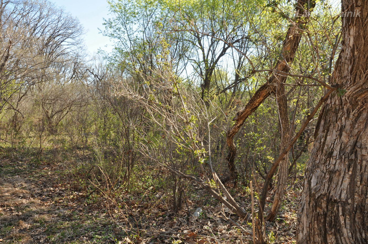 Image of Sambucus williamsii specimen.