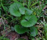 Ranunculus cassubicus. Молодые прикорневые листья. Московская обл., Раменский р-н, окр. ж.-д. платформы Хрипань, смешанный лес. 16.05.2017.