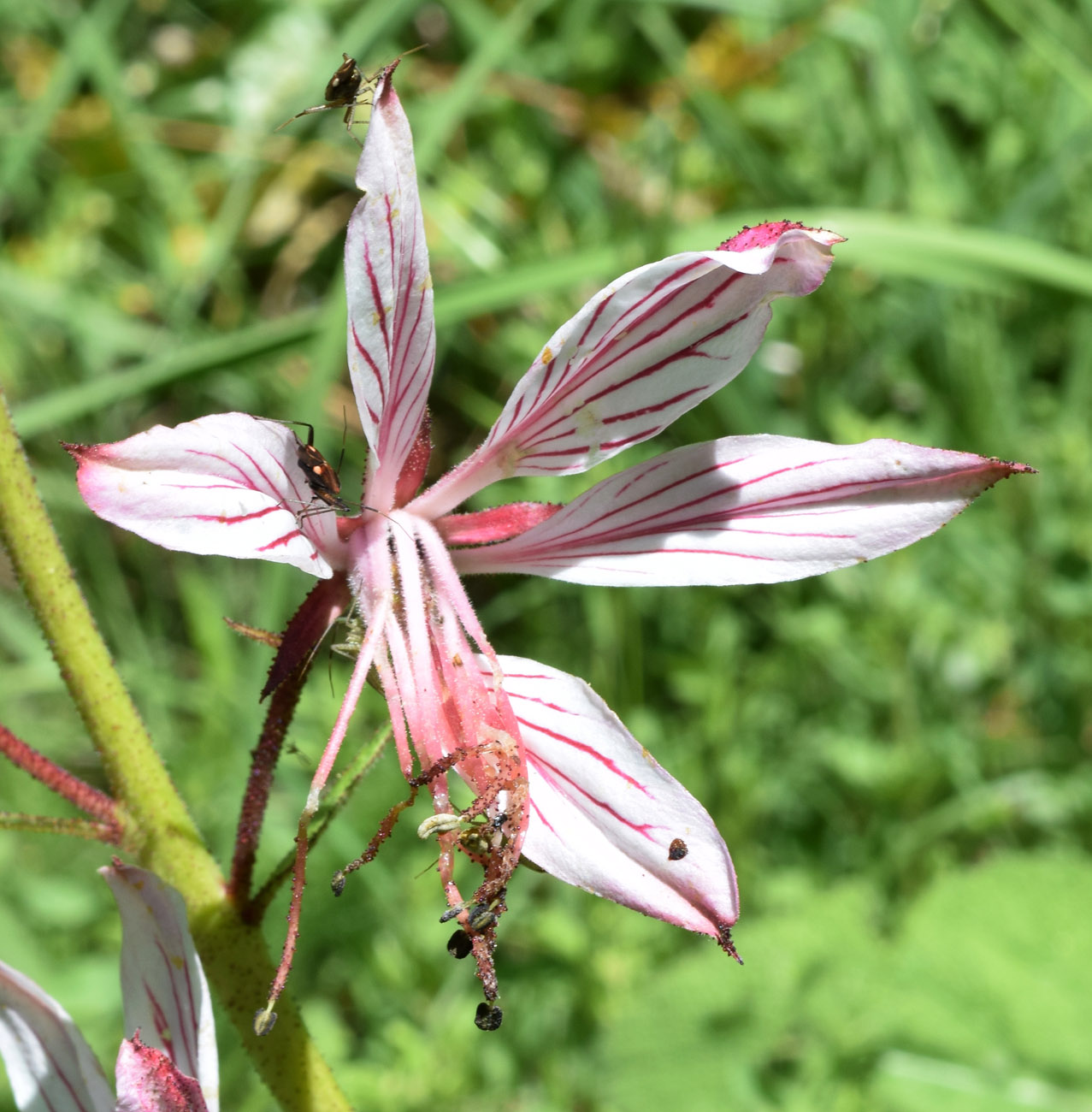 Изображение особи Dictamnus angustifolius.