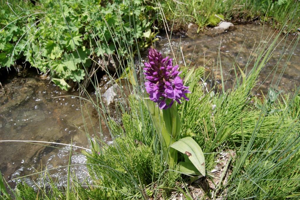 Изображение особи Dactylorhiza umbrosa.