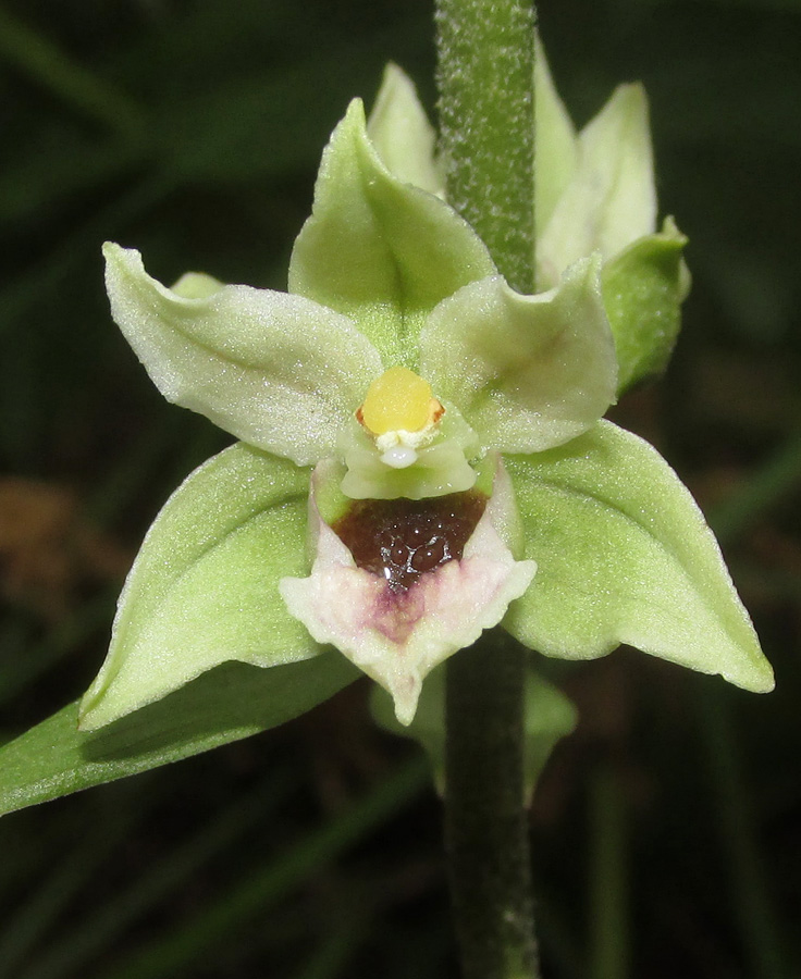 Image of Epipactis condensata specimen.