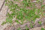 Hedyotis pterita. Цветущее и плодоносящее растение. Таиланд, о-в Пхукет, курорт Ката, полоса зелёных насаждений вдоль пляжа. 10.01.2017.