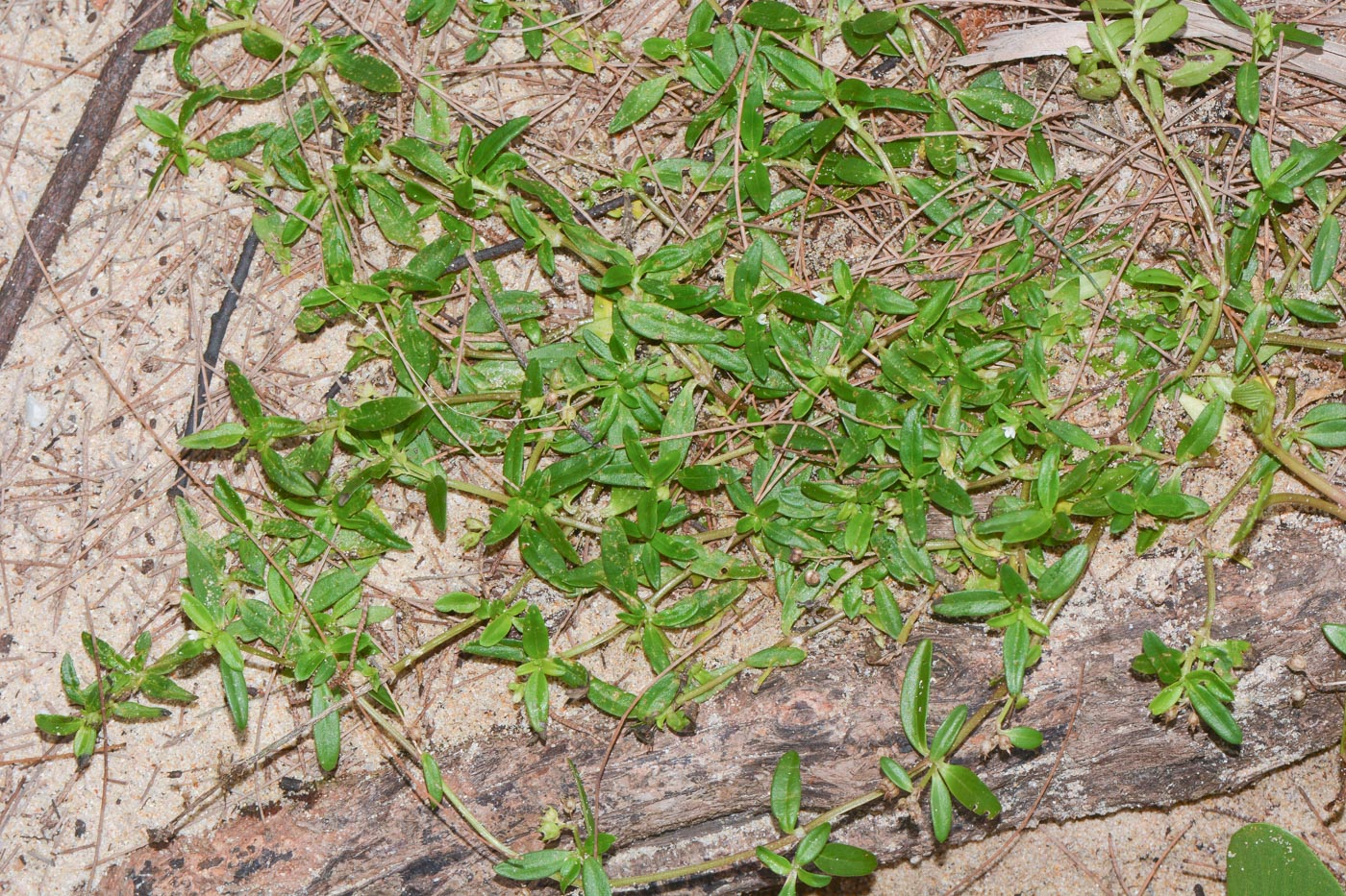 Image of Hedyotis pterita specimen.